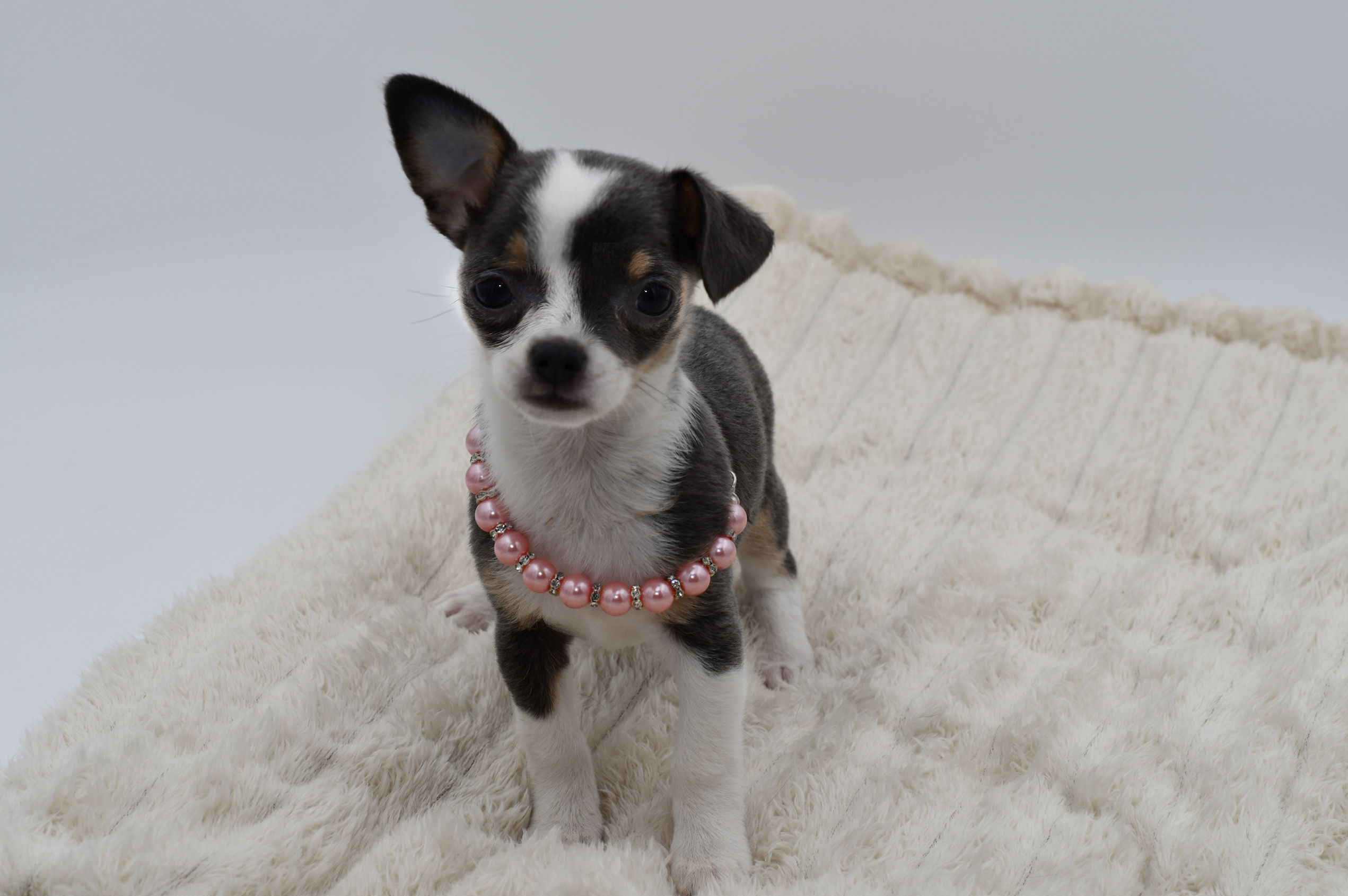 Chihuahua in Detroit, MI
